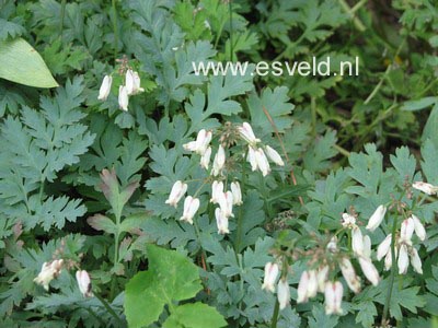 Dicentra eximia 'Alba'