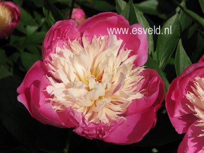 Paeonia 'Bowl of Beauty'