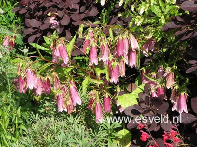 Campanula 'Elizabeth'