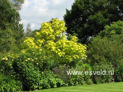 Catalpa bignonioides 'Aurea'