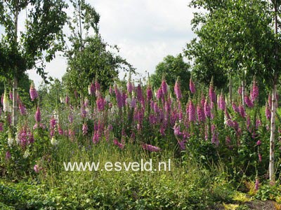 Digitalis purpurea