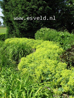 Alchemilla mollis