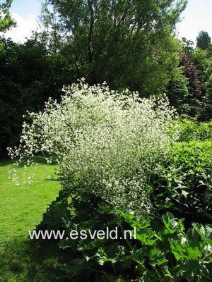 Crambe cordifolia