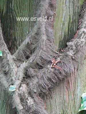 Hedera colchica