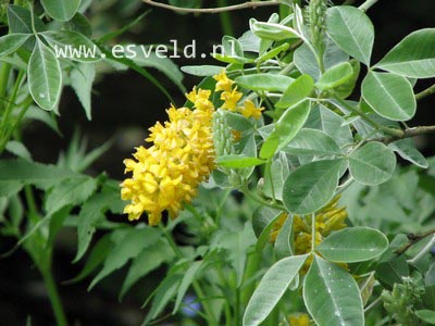 Argyrocytisus battandieri