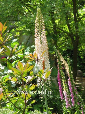 Eremurus himalaicus
