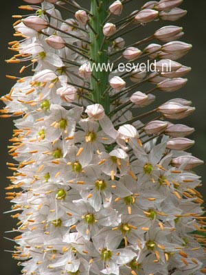 Eremurus himalaicus