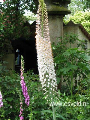 Eremurus himalaicus