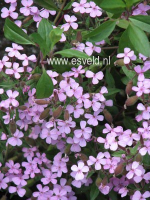 Saponaria ocymoides