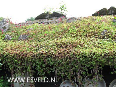 Sedum spurium 'Schorbusser Blut'