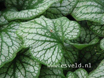 Brunnera macrophylla 'Jack Frost'