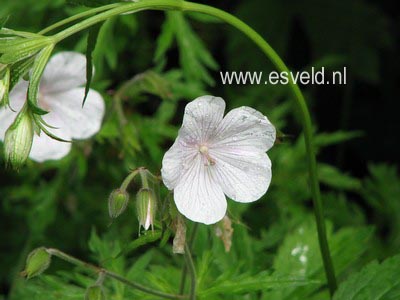 Geranium clarkei 'Kashmir White'