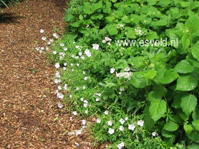 Geranium clarkei 'Kashmir White'