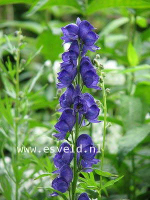 Aconitum napellus