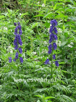 Aconitum napellus