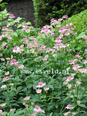 Astrantia major 'Rosea'