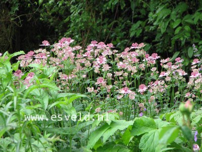 Astrantia major 'Rosea'