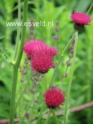 Cirsium rivulare 'Atropurpureum'