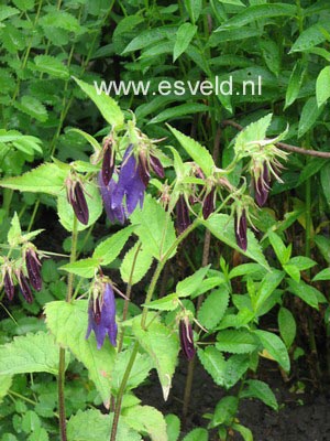 Campanula 'Sarastro'