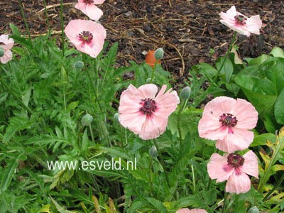 Papaver orientale 'Karine'