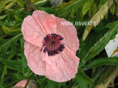 Papaver orientale 'Karine'
