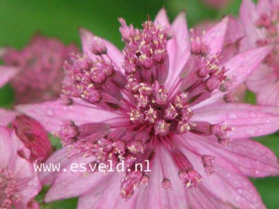 Astrantia major 'Roma'