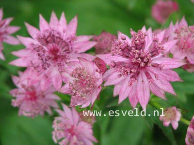 Astrantia major 'Roma'