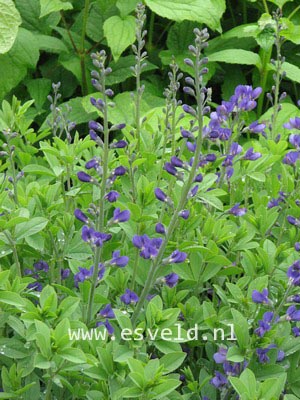 Baptisia australis