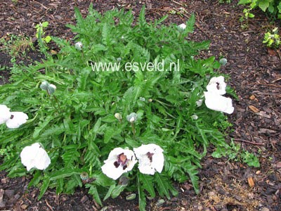 Papaver orientale 'Perry's White'