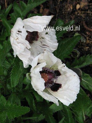 Papaver orientale 'Perry's White'