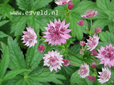 Astrantia major