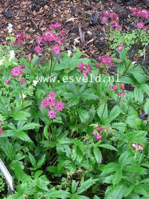 Astrantia major 'Claret'