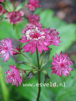 Astrantia major 'Claret'