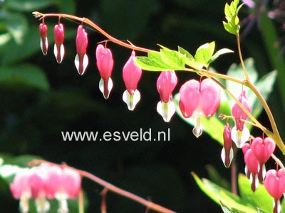 Dicentra spectabilis