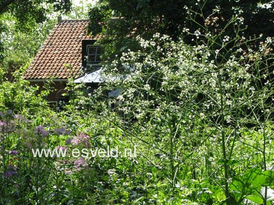 Crambe cordifolia