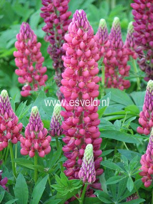 Lupinus 'My Castle'