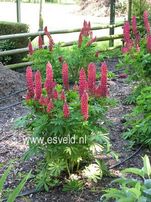 Lupinus 'My Castle'