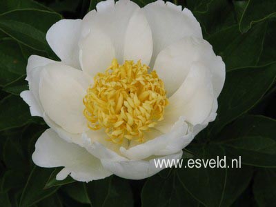 Paeonia 'Jan van Leeuwen'