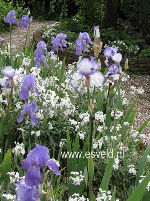 Iris germanica