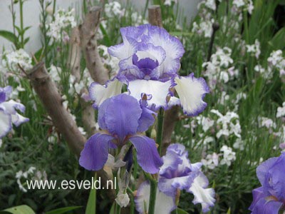 Iris germanica