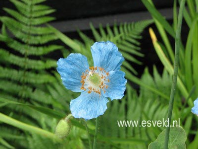 Meconopsis betonicifolia