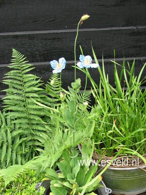 Meconopsis betonicifolia