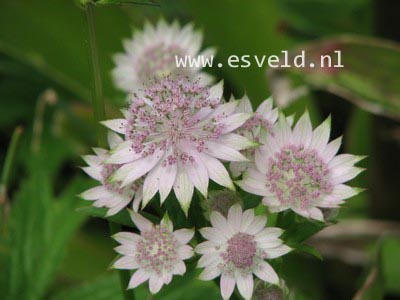 Astrantia 'Buckland'