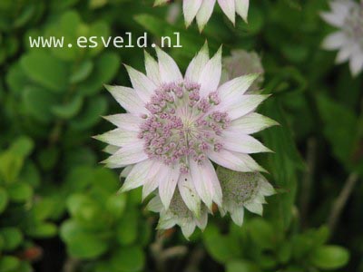 Astrantia 'Buckland'