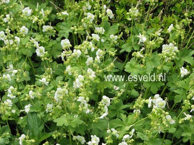 Geranium cantabrigiense 'St. Ola'