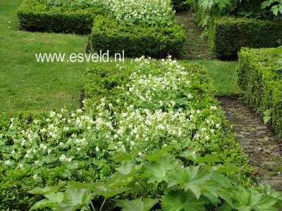 Geranium cantabrigiense 'St. Ola'