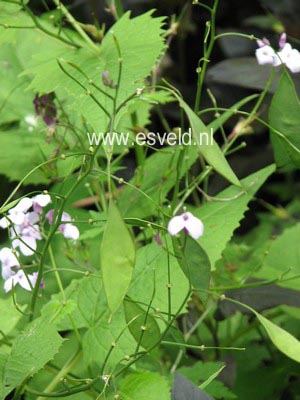 Lunaria rediviva