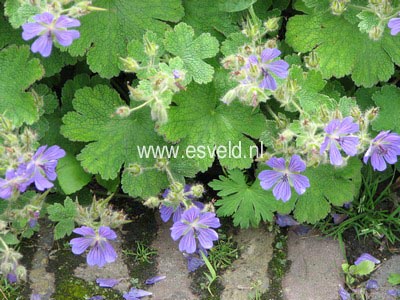 Geranium 'Philippe Vapelle'