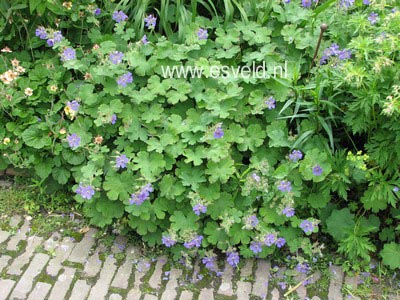 Geranium 'Philippe Vapelle'