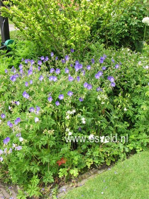 Geranium 'Brookside'